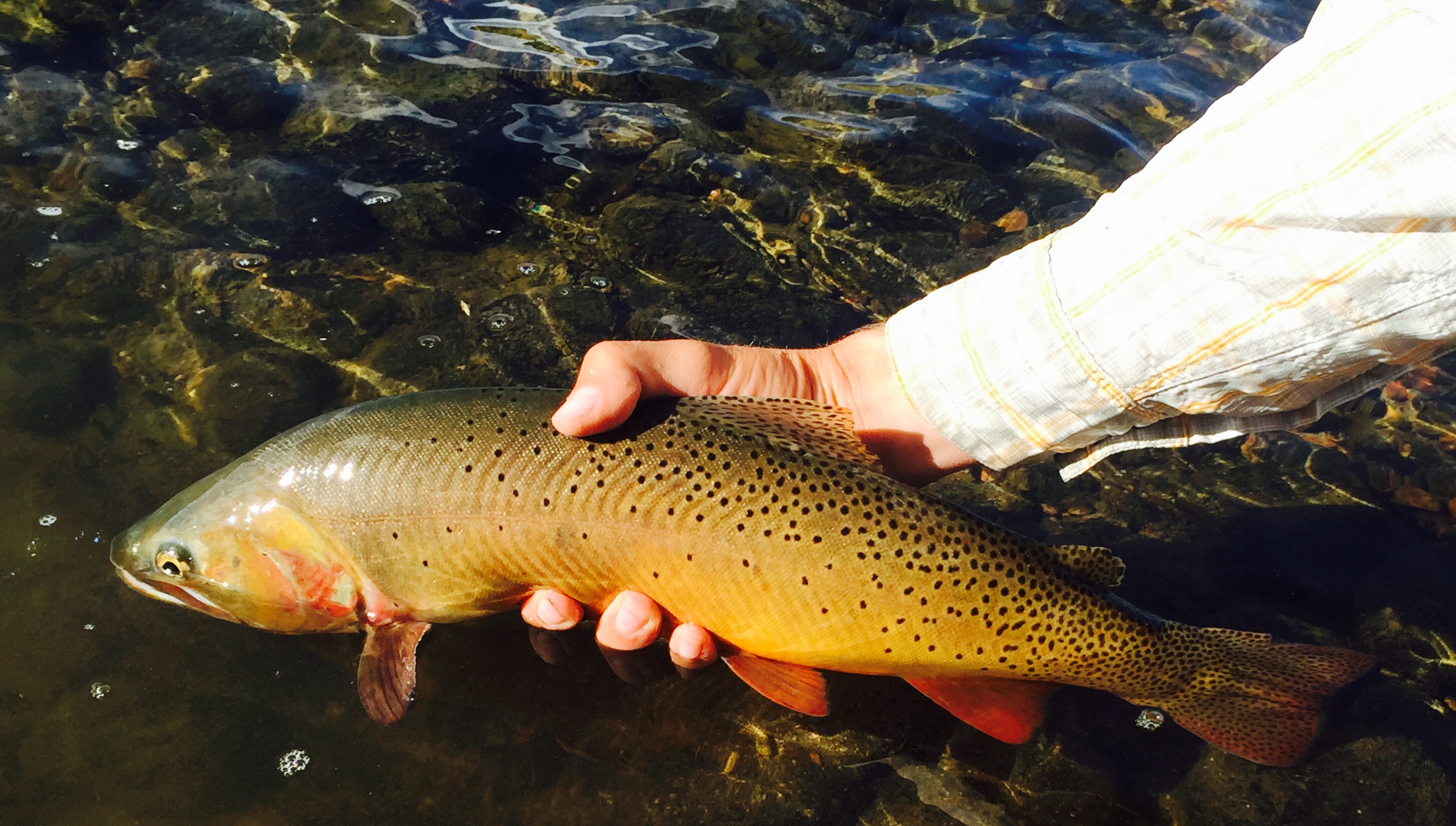 Bozeman, MT Fly Fishing Report 7/17/18 Montana Angling Company